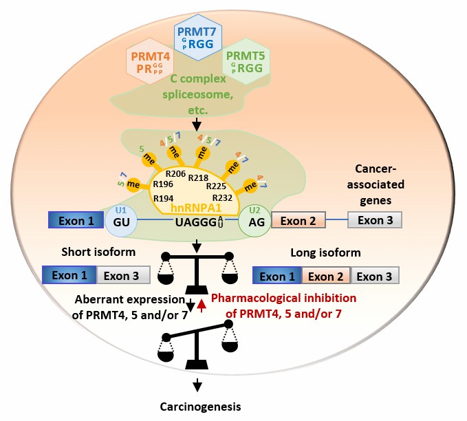 Advancements in Protein Methylation Research